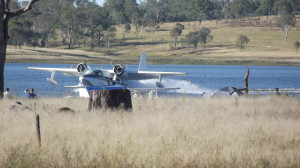 Mallard landing on Lake Barambah