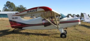 This lovely Maule is a regular at Angelfield